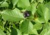 Xylocopa iris